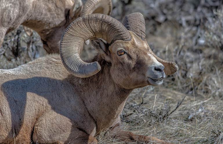 About Bighorns and Other North American Wild Sheep